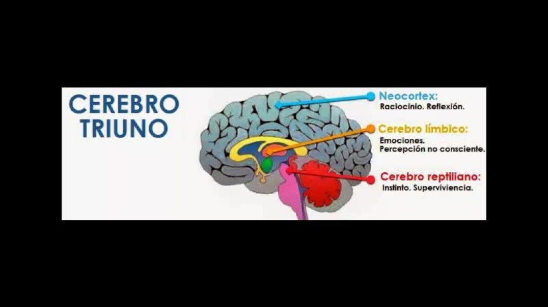 3. Estructura cerebral y comportamiento.mp4