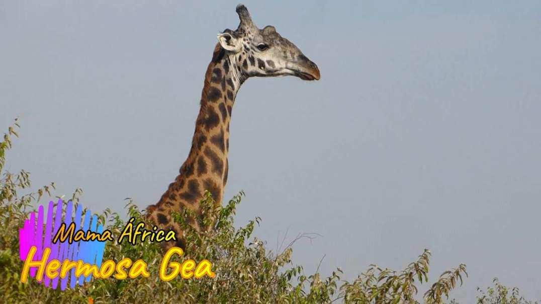 Mama África - Hermosa Gea